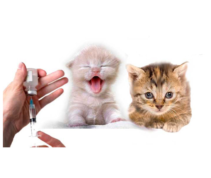 Consulta veterinaria