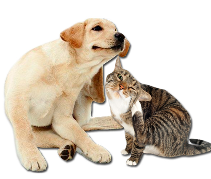 Control de parásitos